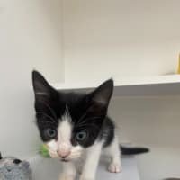 Photo of Oslo Junior (9953)