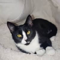 Photo of Gypsy