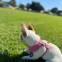 Photo of Birdie   10 Week Old Jack Russell X Fox Terrier