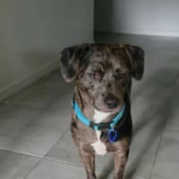 Photo of Crank   11 Month Old Dachshund X Staffy