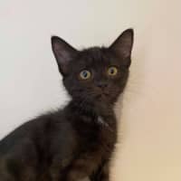 Photo of Delilah 