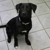 Photo of Humphrey