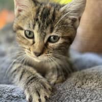 Photo of Daisy   In Foster Care In Cranbourne