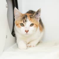 Photo of Biscotti