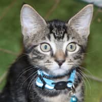 Photo of  Joey   Now At Pet Quarters Belmont 