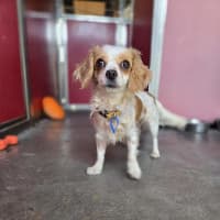 Photo of Gracie