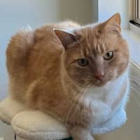Photo of Boo