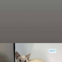 Photo of Sergeant Sprinkles