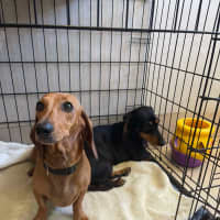 Photo of Betty And Dobbie