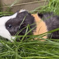 Photo of Milo 