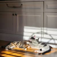Photo of Haloumi