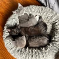 Photo of Dazzle **2nd Chance Cat Rescue **