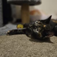 Photo of Gracie   In Foster Care In Bentleigh East