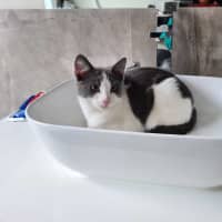 Photo of Earl Grey