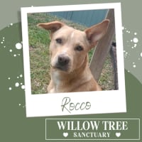 Photo of Rocco