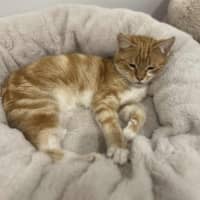 Photo of Rupert   In Foster Care In Doreen