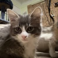 Photo of Bluebell 
