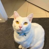 Photo of Indigo