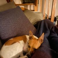 Photo of Lady Marmalade