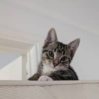 Photo of Murray Meet Me@Petstock Mornington Nepean Hwy