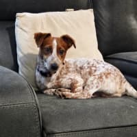 Photo of Chip