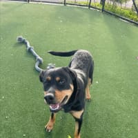 Photo of Roxy Imp 1353