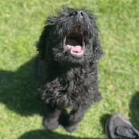 Photo of Poppy