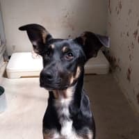 Photo of Johnny Rotten