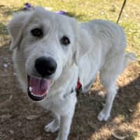 Photo of Luna