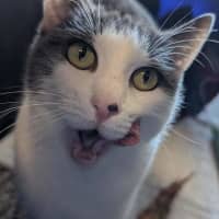 Photo of Rosie