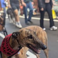 Photo of Tommy
