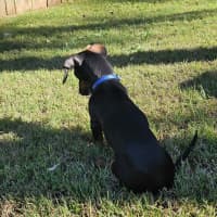 Photo of Honey   Puppy   3.5kg