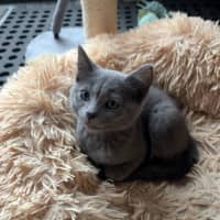 Photo of Ruby ♥️♥️♥️♥️♥️