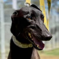 Photo of Shadow