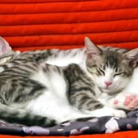 Photo of Charlie Suk013370 & Lola Suk013369