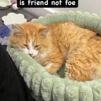 Photo of Benji