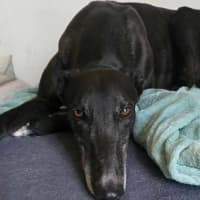 Photo of Prince, The Greyhound