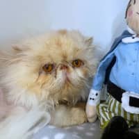 Photo of Dirty Harry