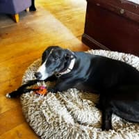 Photo of Candy, The Greyhound