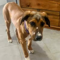 Photo of Barley