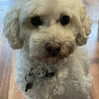 Photo of Billy