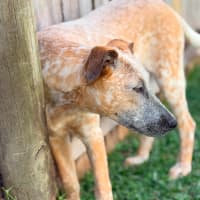 Photo of Ochre