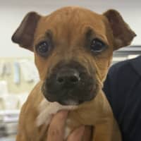 Photo of Tilly