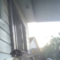 Photo of Monty
