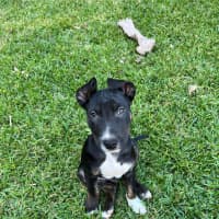 Photo of Ranger