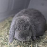 Photo of 🐰 Lori 6133 🐰