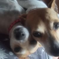 Photo of Daisy & Spot