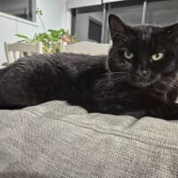 Photo of Honey