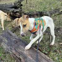 Photo of Hunter
