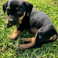 Photo of Mabel, Pug X Dachshund X French Bulldog Puppy